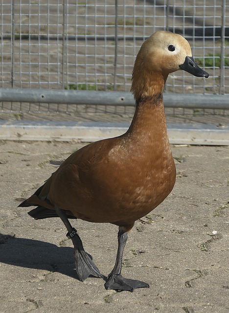 举例