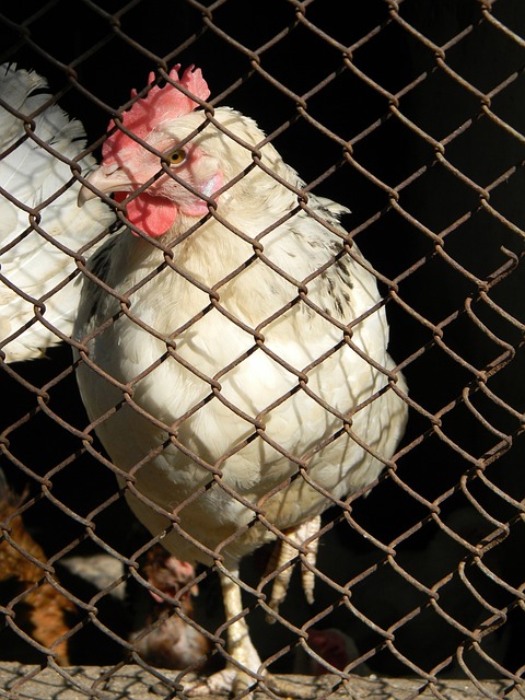 作為核心球 作為核心球