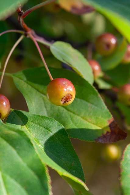球員培養上 球員培養上