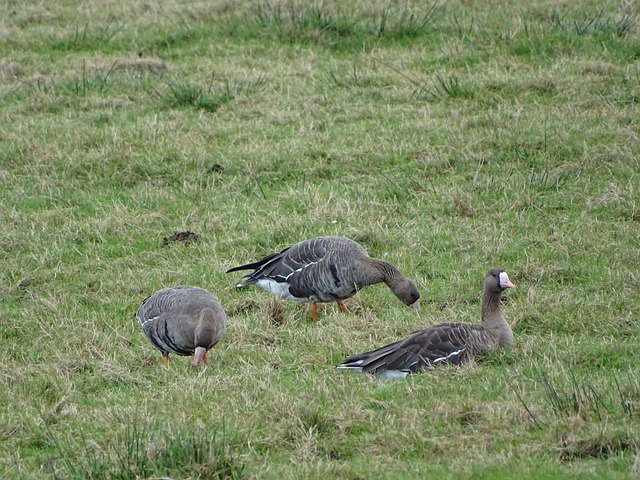 不仅仅是冠 不仅仅是冠