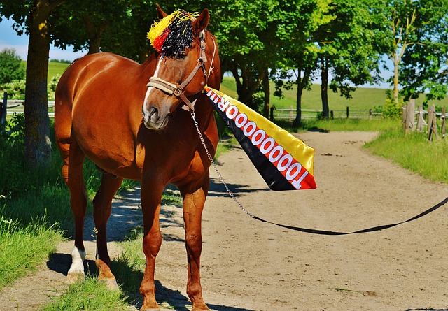 的几场比赛 的几场比赛